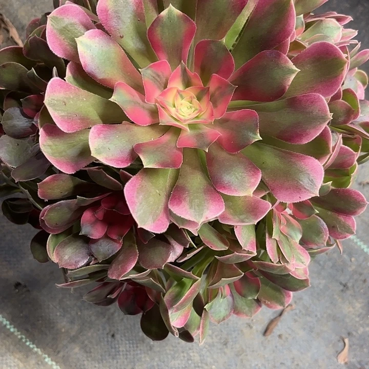 多肉植物香妃锦……