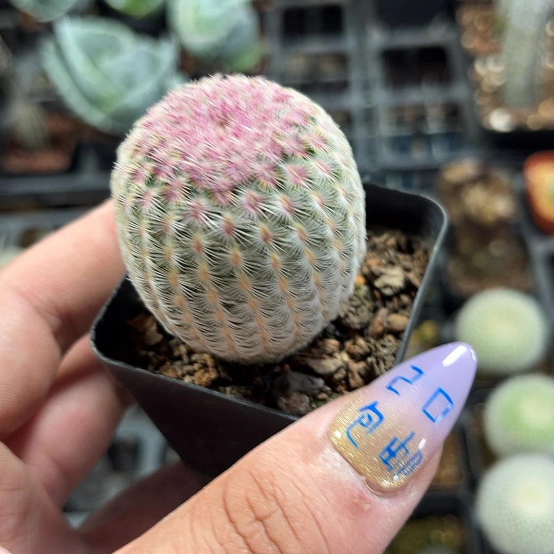 红太阳单头发货有根