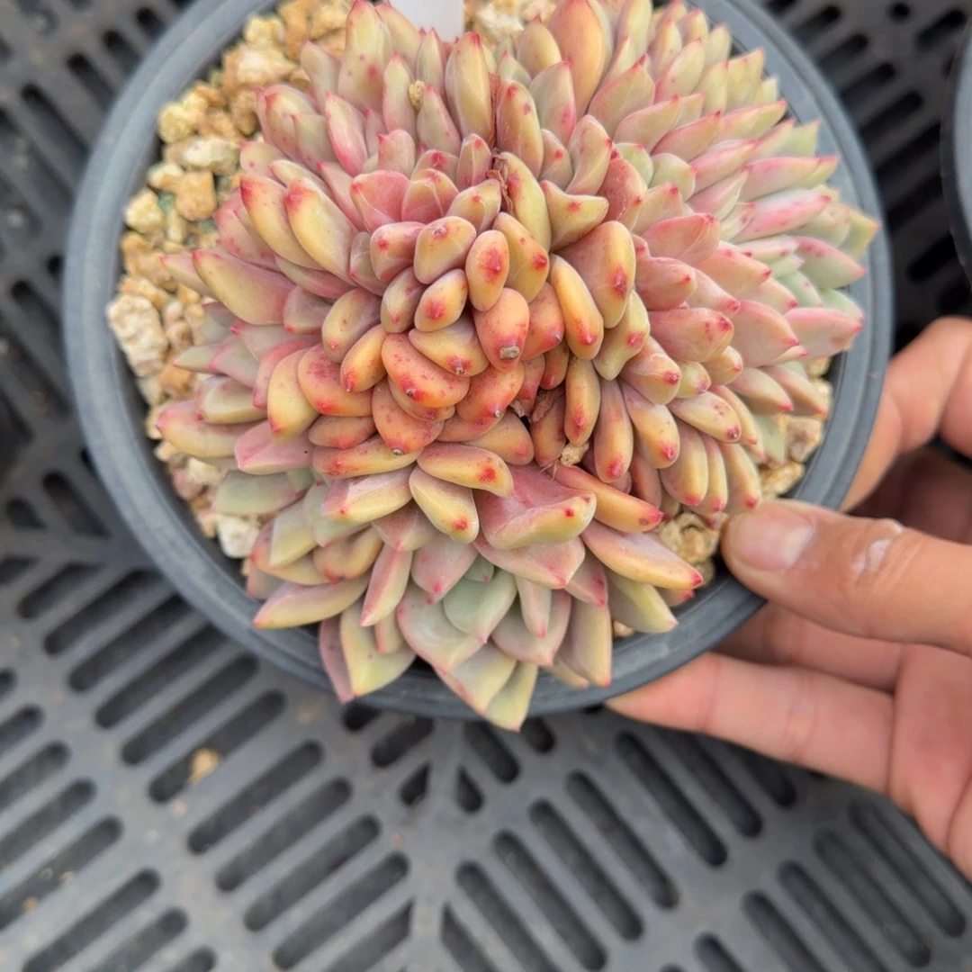 一物一拍精控爱丽儿缀28