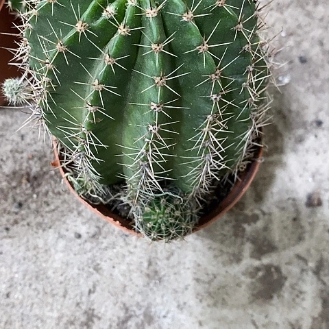 2个精品仙人球，246899000”p