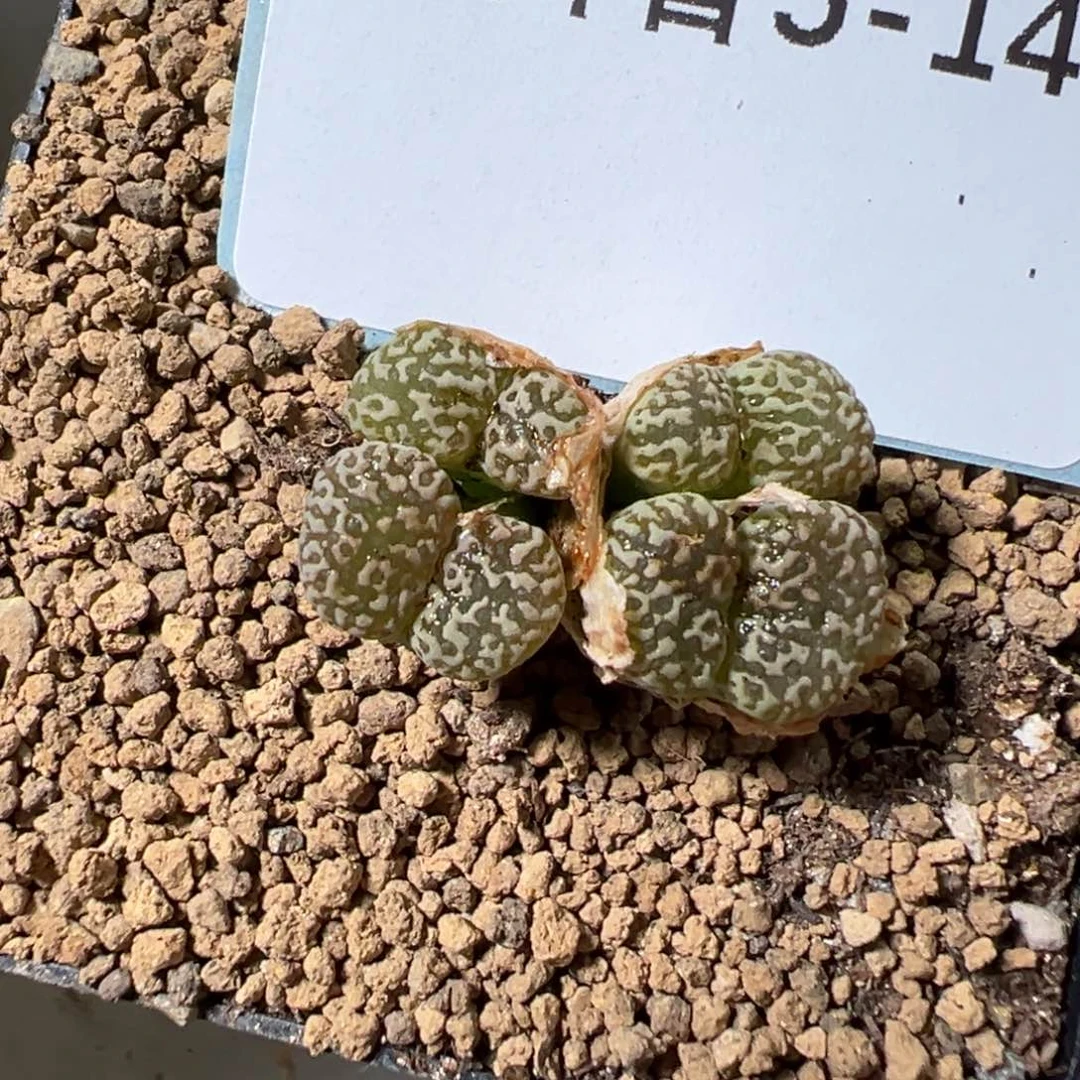 5-14鸟哈尼多肉植物，