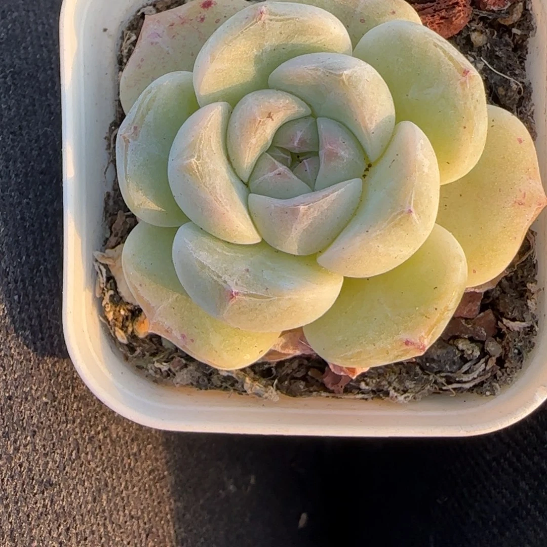 小卡拉米糖心一物一拍