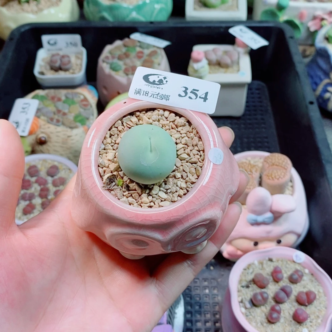 ****.裸根生石花花花花花花354