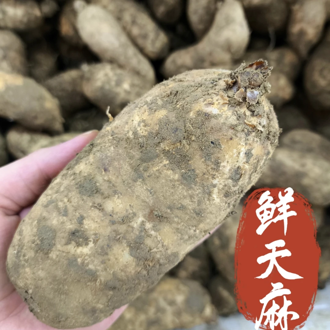 鲜天麻中药材 云天麻 云南昭通小草坝鲜天麻现挖生天麻