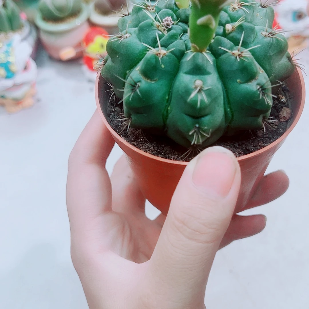 菲花玉仙人球多肉