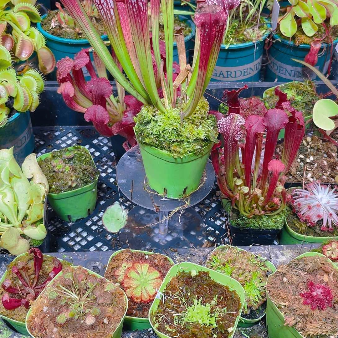 完全开放丽娜瓶子草22