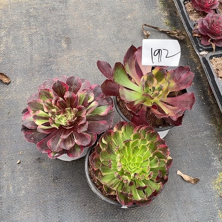 昆明发1912同花顺➕巫毒白➕花鹤翎