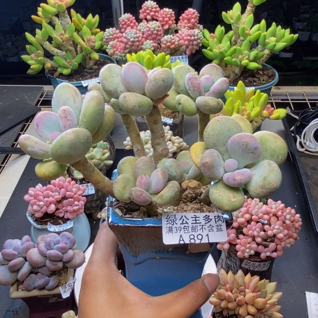 891蛋黄奶多肉9c m