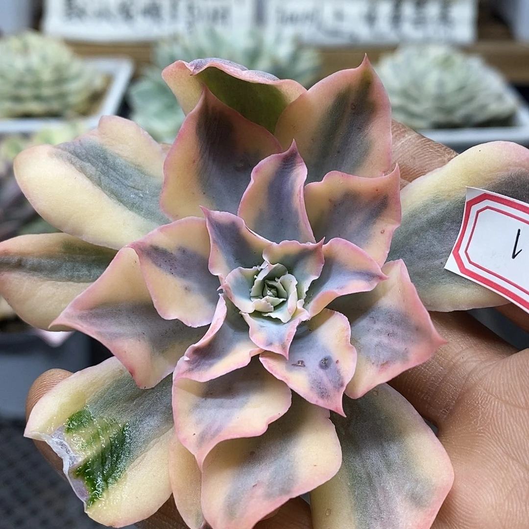 22183pinky 覆轮锦头盖
