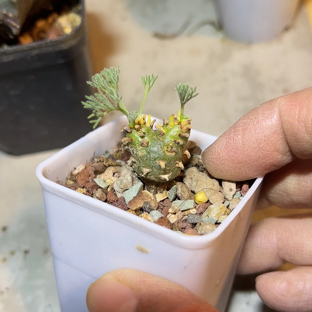 实生白皮月界一物一拍