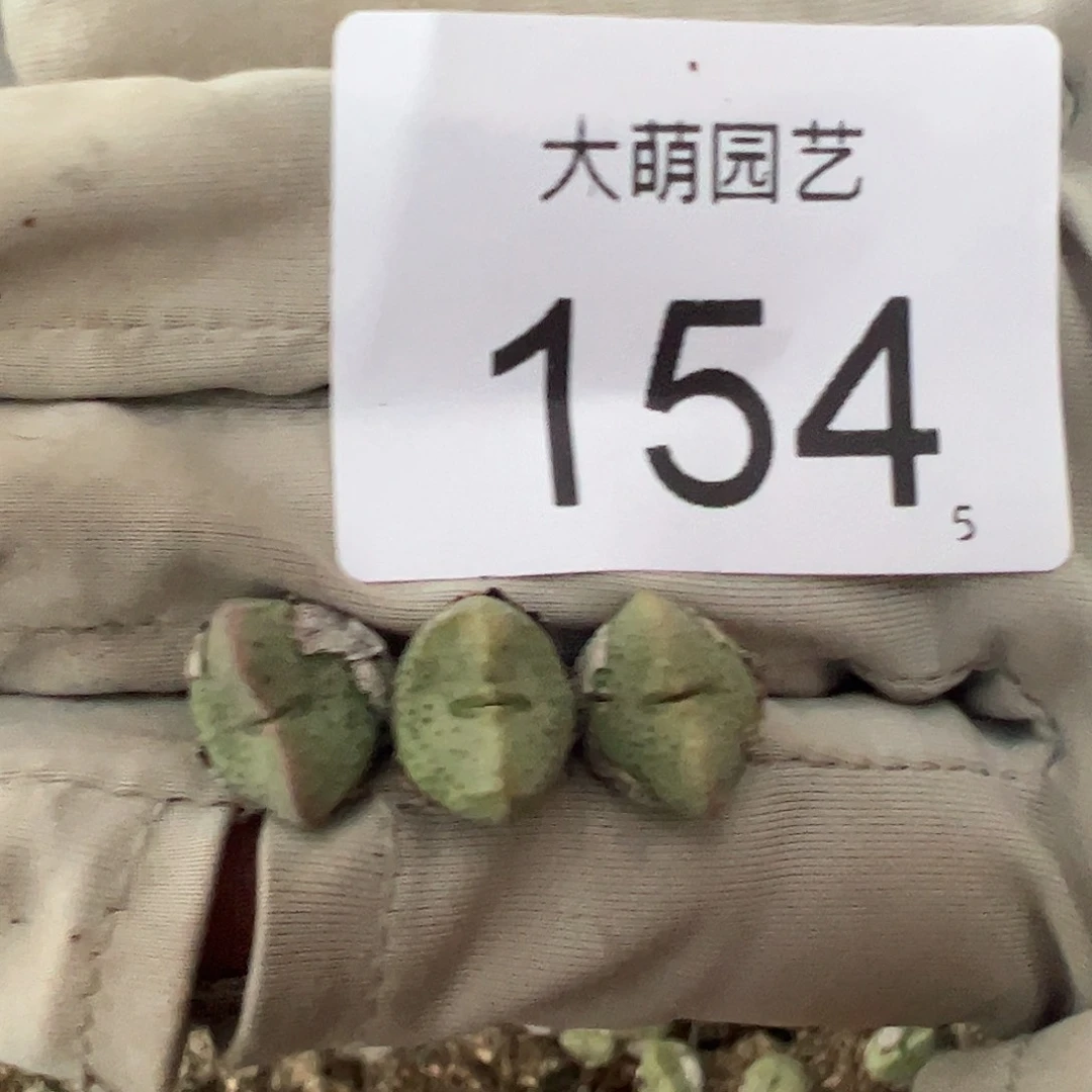 0000154量拍肉锥小饺子（紫式部）3颗