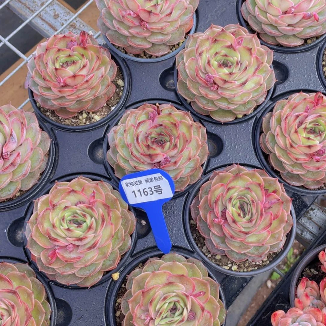 1163号糖心昂斯诺大单头一个