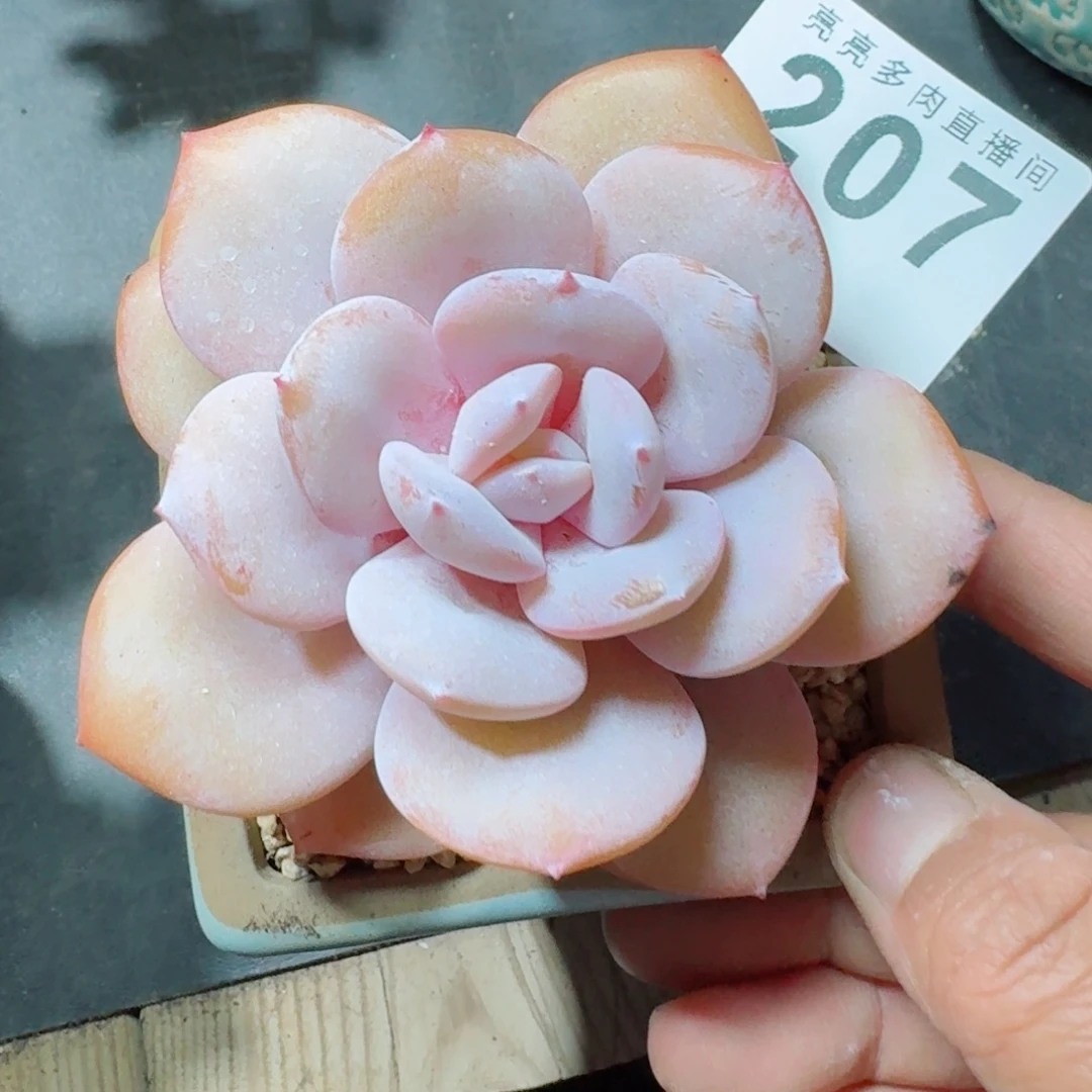 韩版奶茶      开心笑容难抵抗，积极乐观正能量