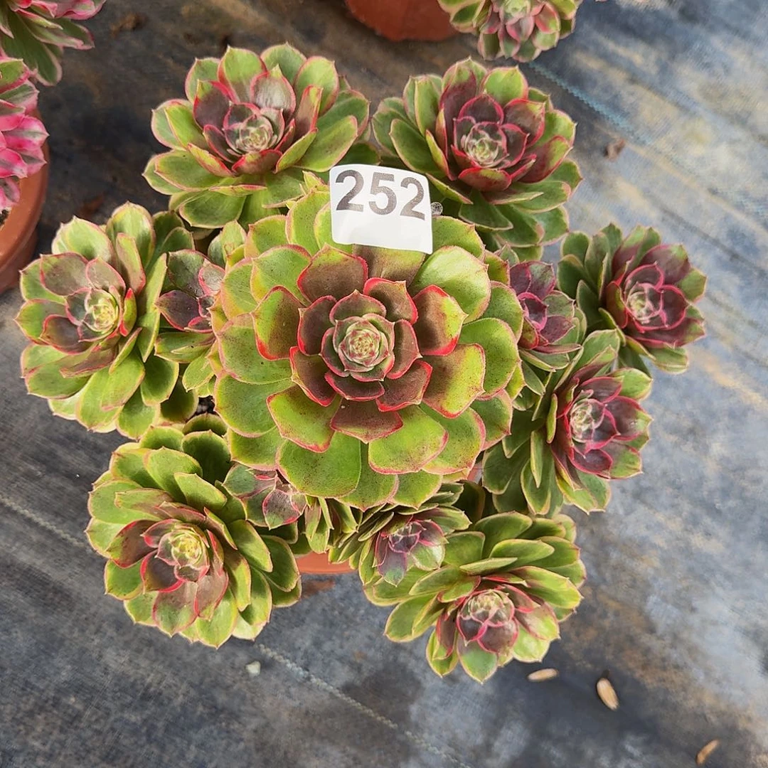 252粉花妖冠服30公分