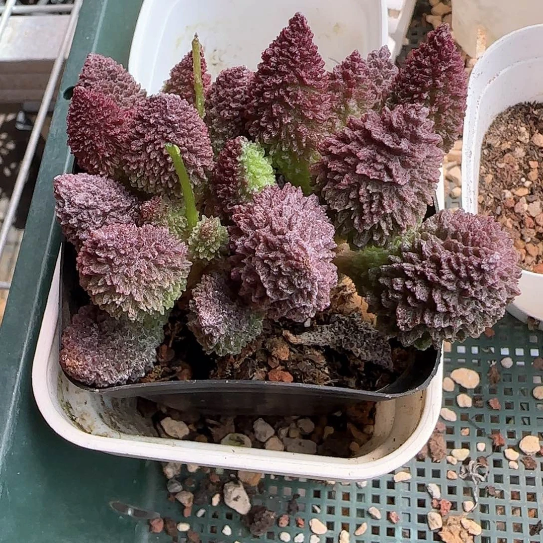 朱紫玉水泡多肉植物