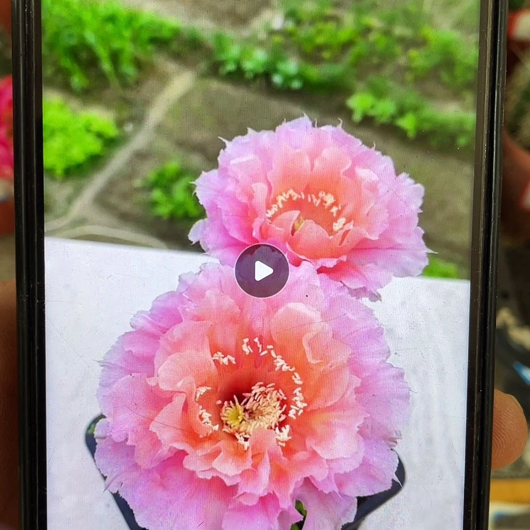 062自根球8公分左右带盆土