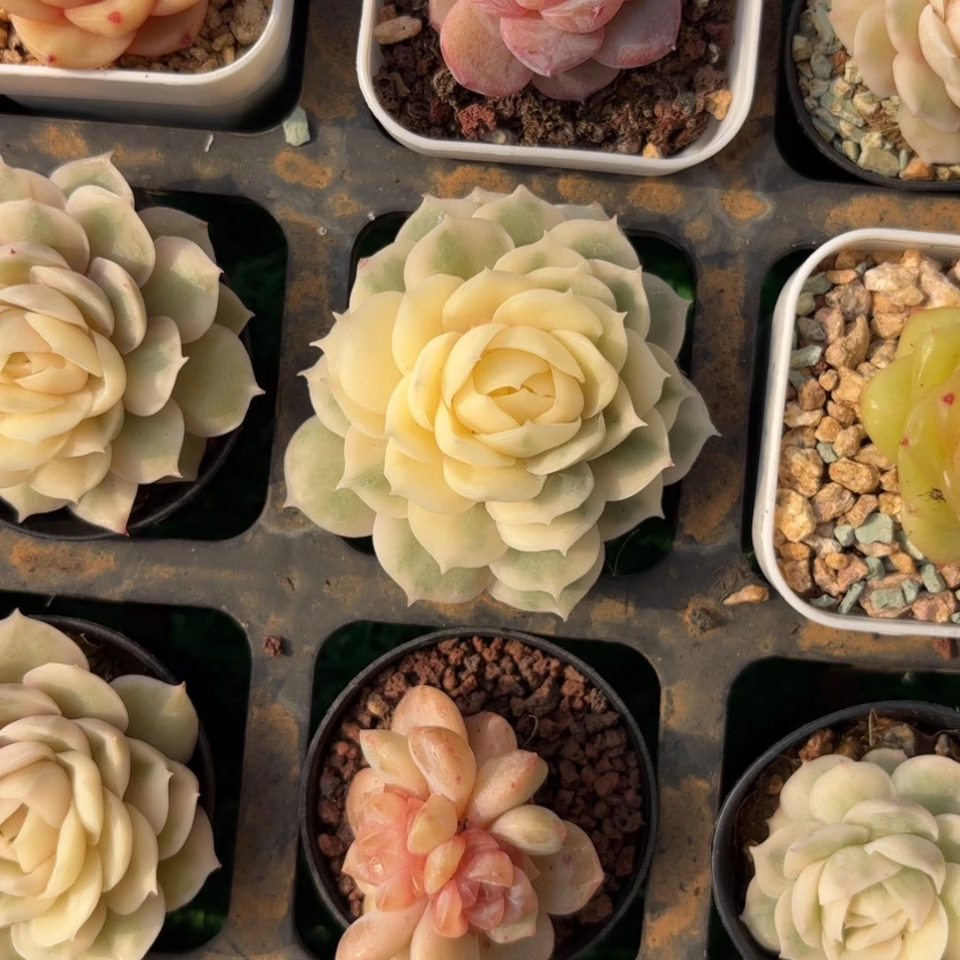 昂斯诺锦一物一拍