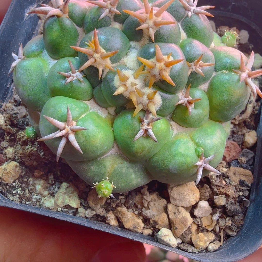 实生短豪刺象牙变异？多肉植物