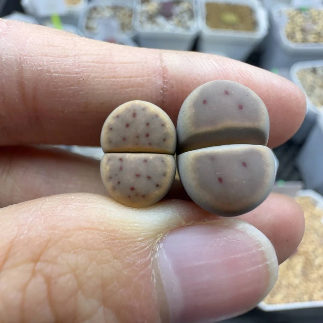 879 彩色惜春清框福利30包邮