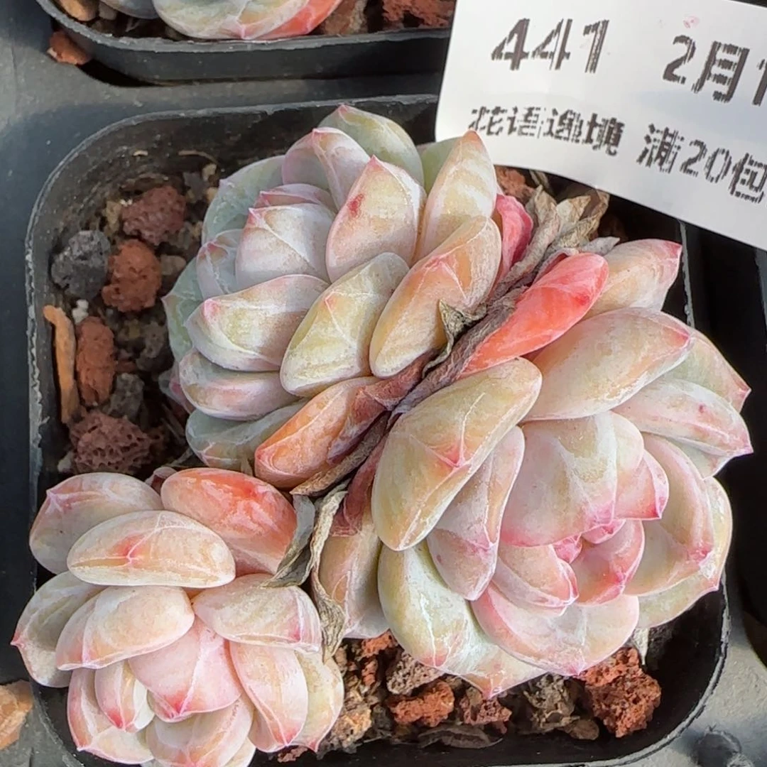 花语逸境0213-441