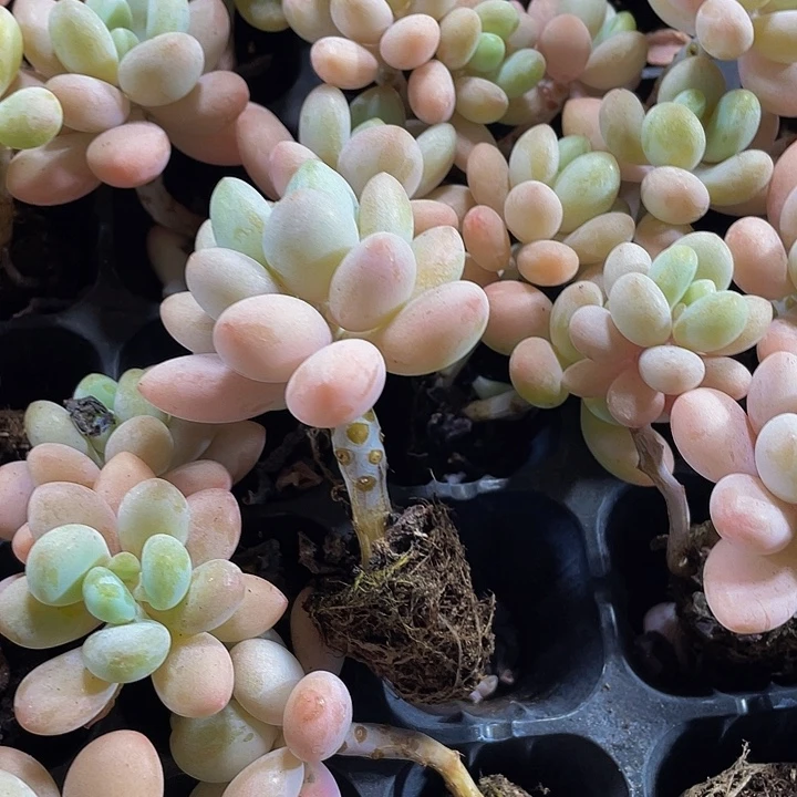 小洛神奶1.5带土发货