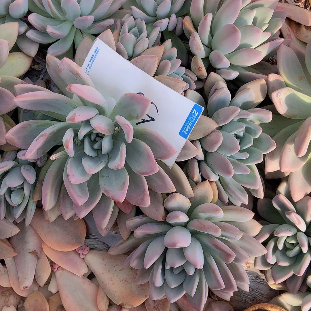 虚*老三多肉一物一拍外播奥普4950两颗