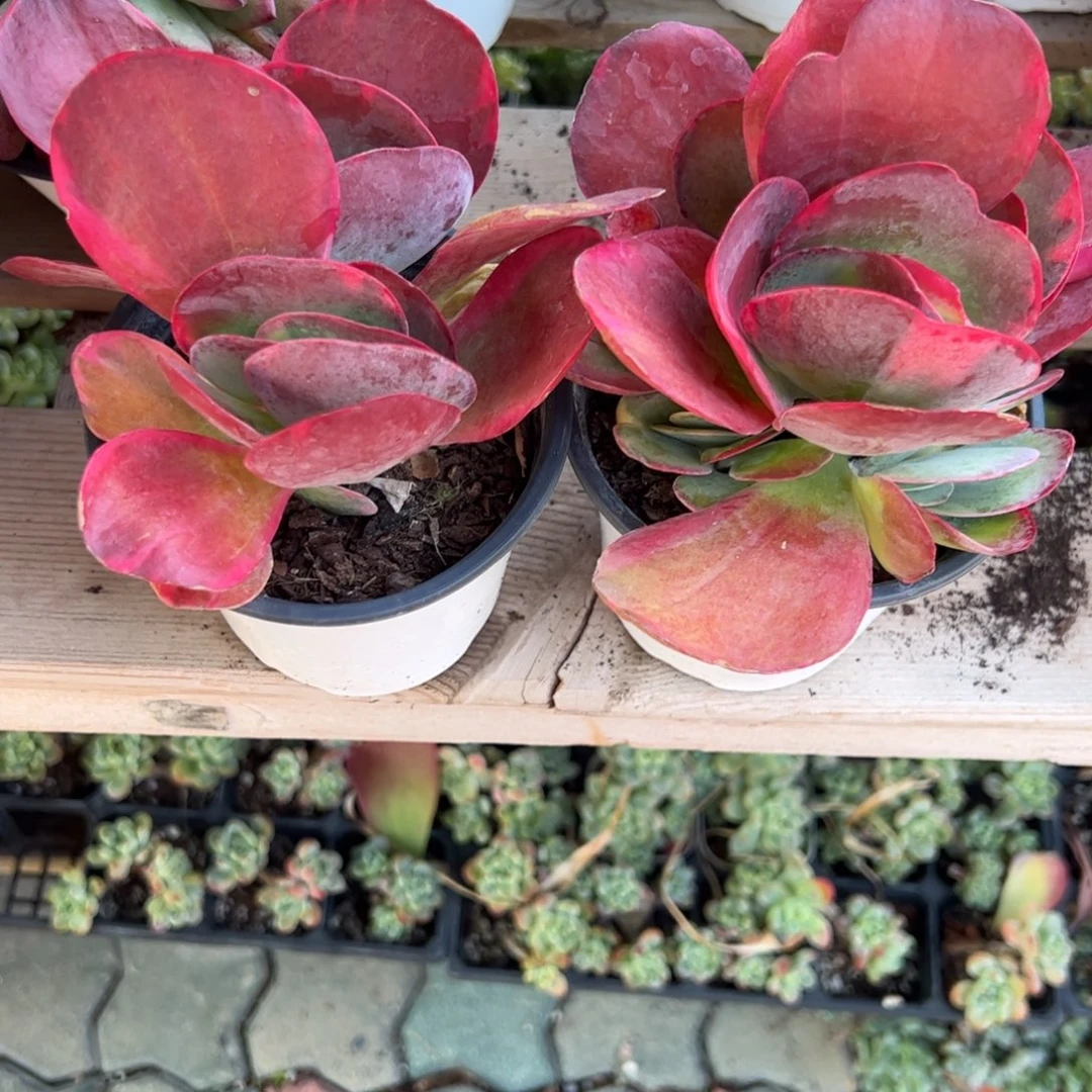 唐印锦多肉植物精品