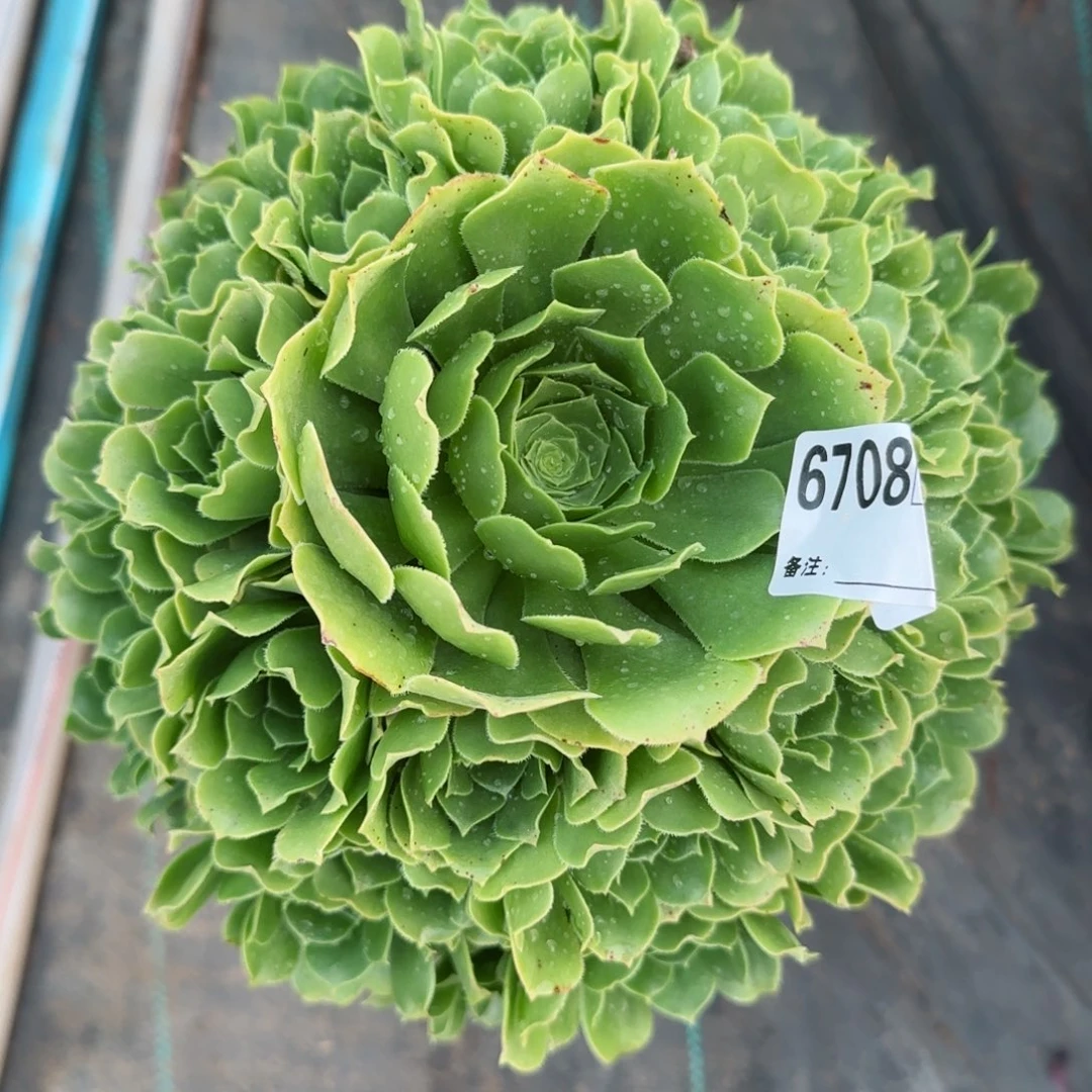 晓**译6708绿杨蓉多肉