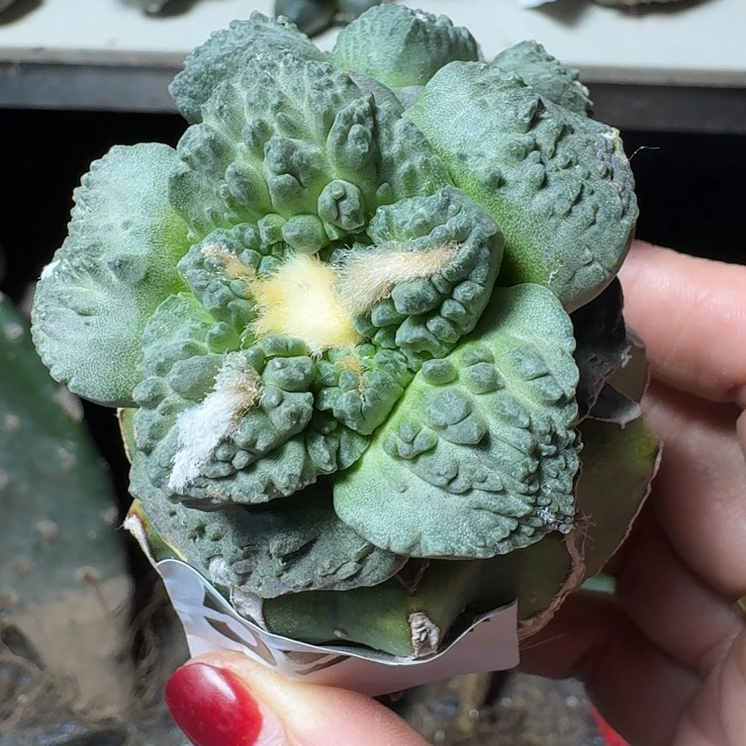 无花朵龟甲怒涛牡丹594