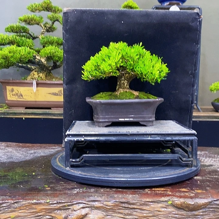 无花朵M黄杨盆景四季常青