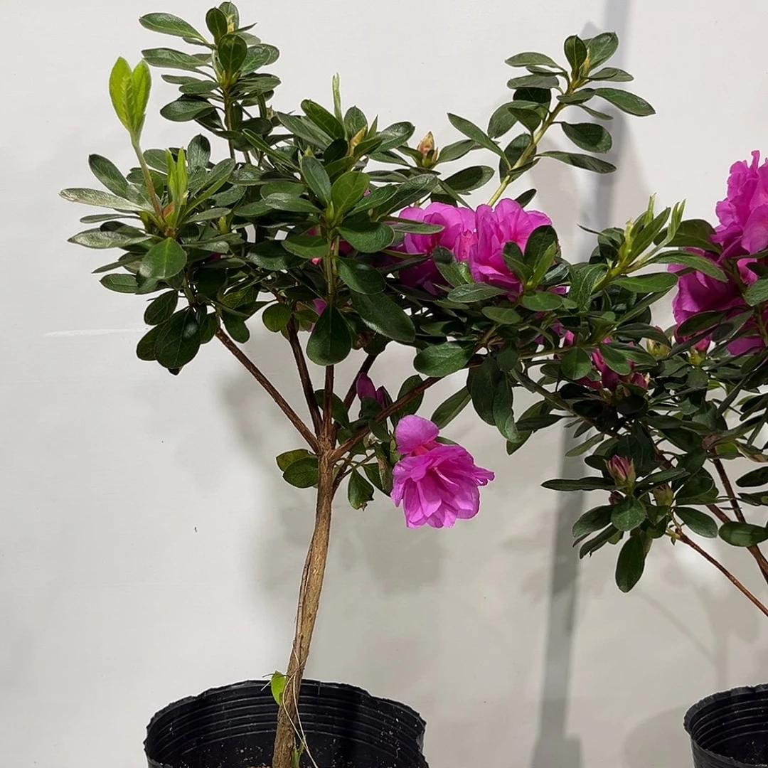 用***8完全开放西子杜鹃