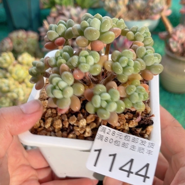 大1144:？bxbcbvbbnn