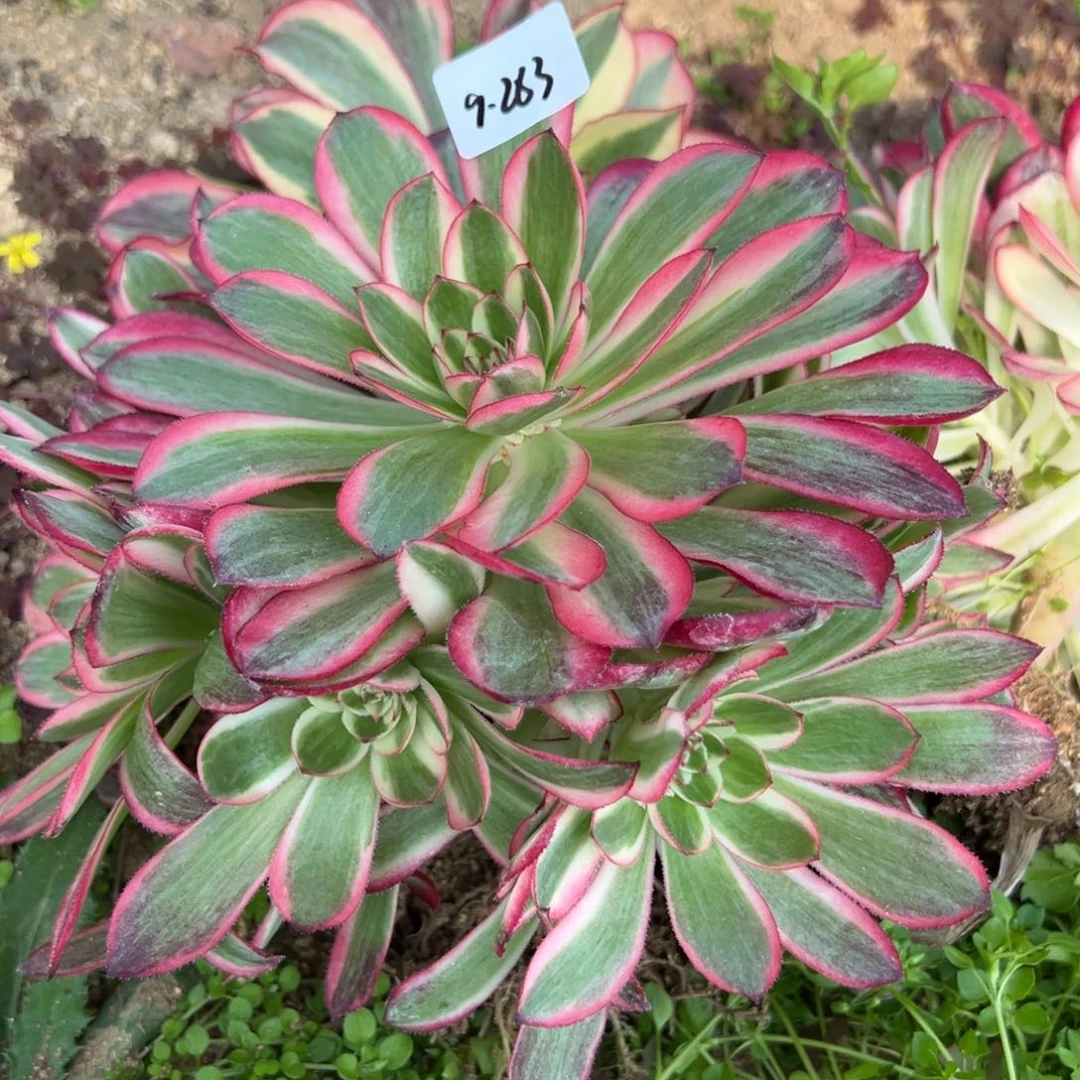 283倾城一颗18.8多肉