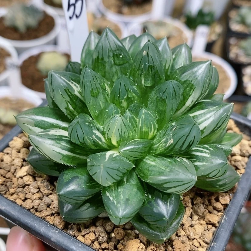 【闪购商品】55实生玉露