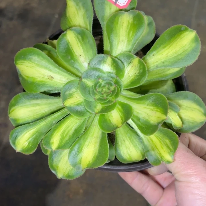 一物一拍暴君法师多肉734