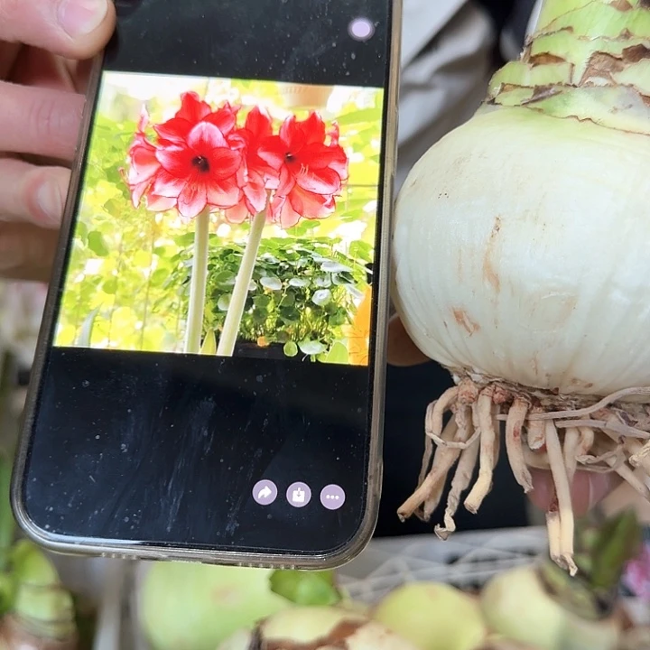 星尘进口球直径7厘米