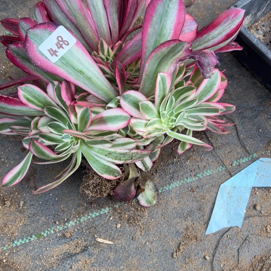 若**沐48美杜莎多肉多肉多肉