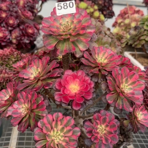 580月婵30厘米左右