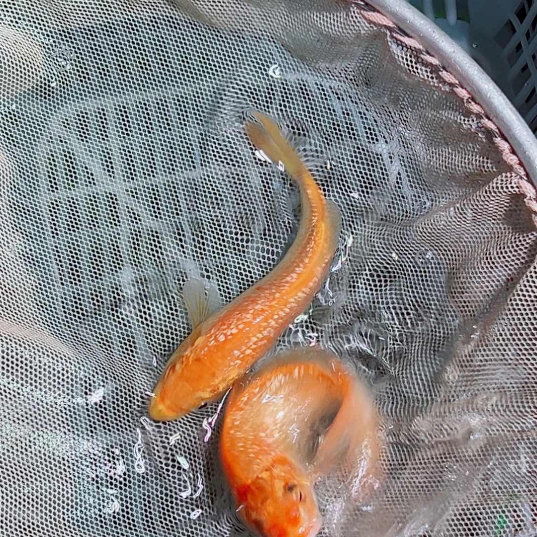 海水鱼锦鲤观赏鱼