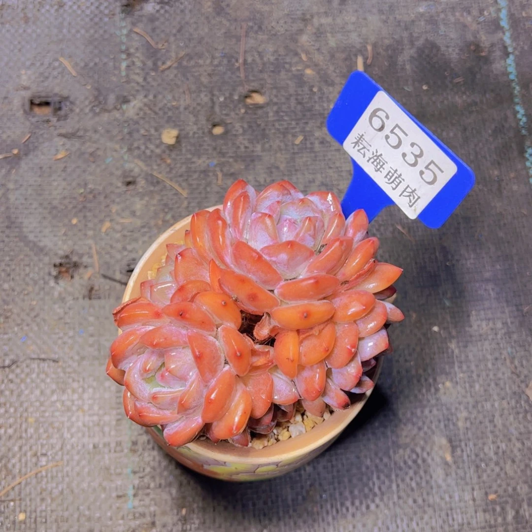 橙梦露6535多肉植物