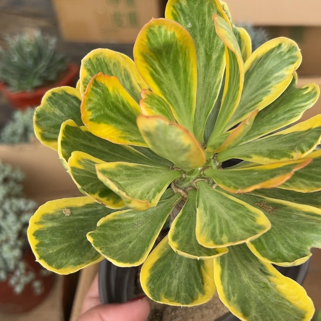 多肉植物多肉植物