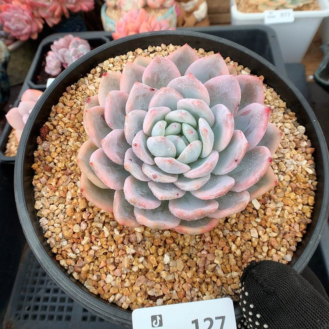 127梦露锦多肉植物6666