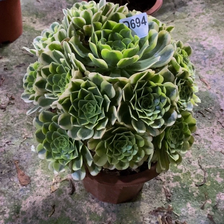 绿豆沙多肉植物694