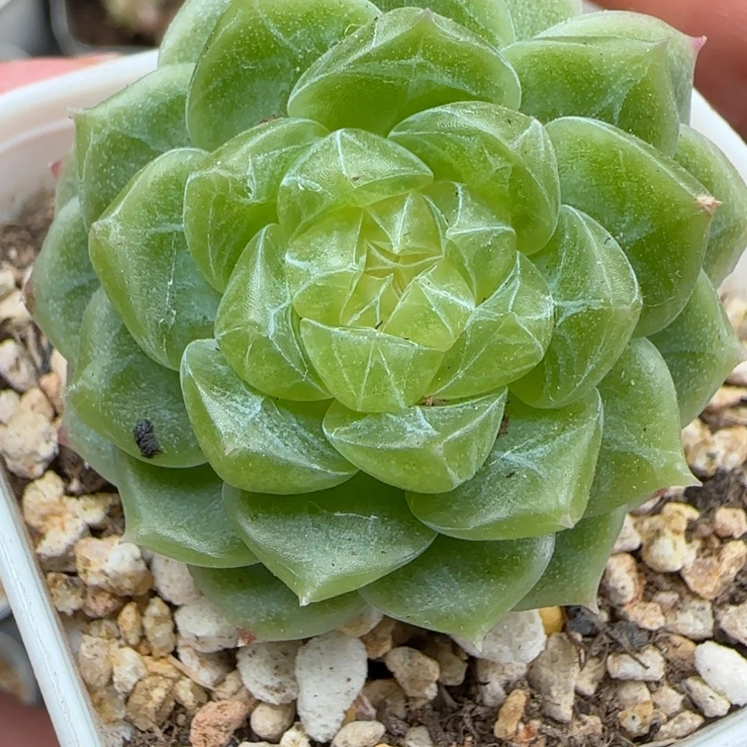 一物一拍双头泼天富贵