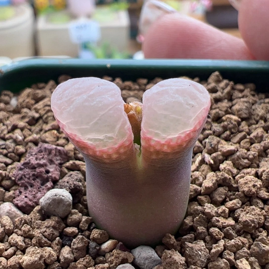 23。青蛙四年10km粉黛风铃