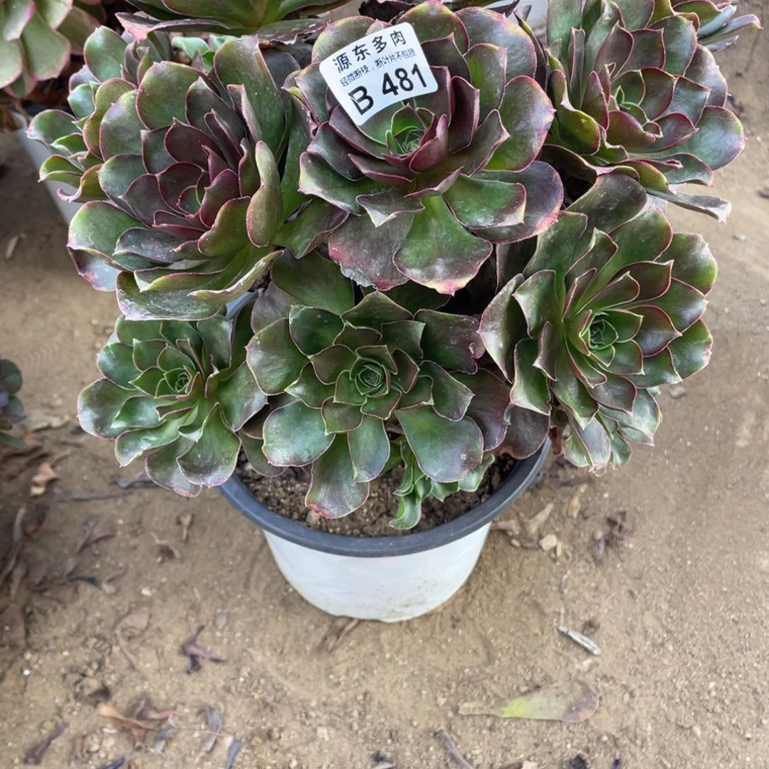 481魅金玫瑰多肉法师断枝不包