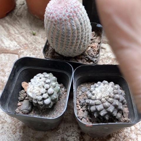 红太阳两盆莫蝶仙人球5米仙人球