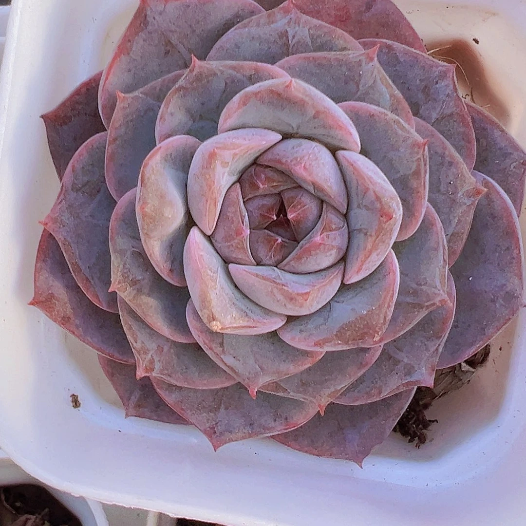 紫龙19包邮多肉植物