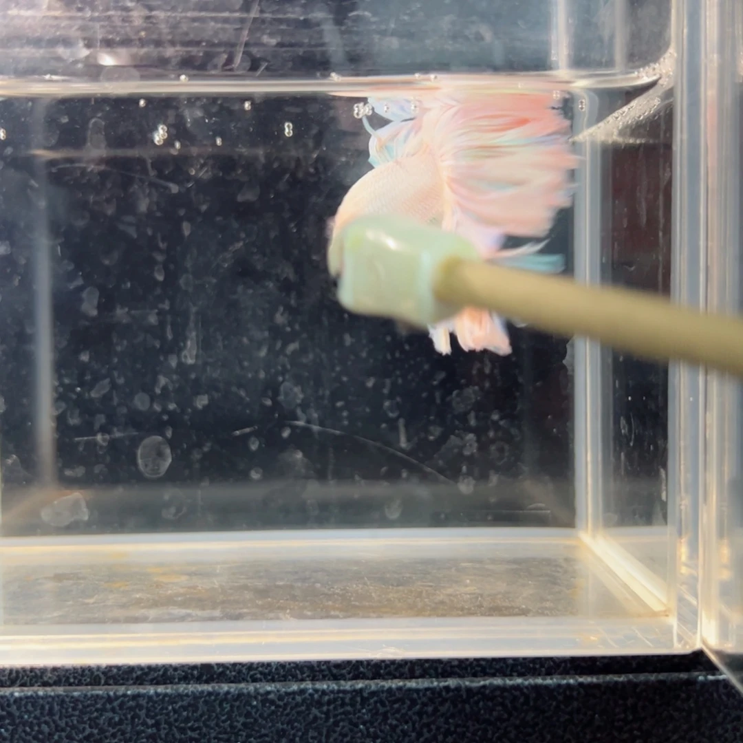 斗鱼浅色仙仙裙特殊尾