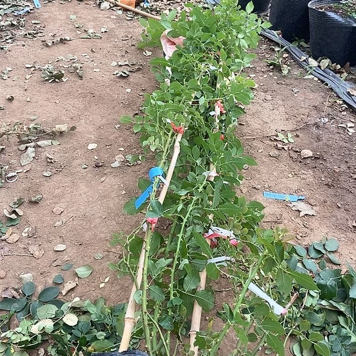 无花朵勤花多头樱霞